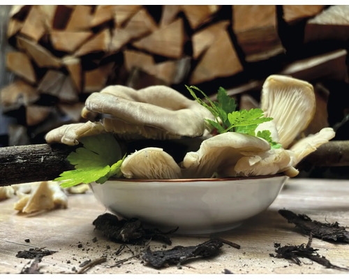 Austernpilze in einer Schale mit Holzscheiten im Hintergrund