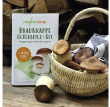 Braunkappe Glückspilz Set mit Korb voller Pilze und einer Pilzkulturpackung.