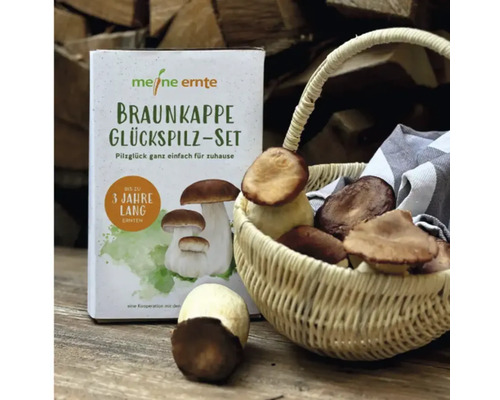 Braunkappe Glückspilz Set mit Korb voller Pilze und einer Pilzkulturpackung.