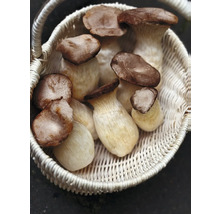 Korb mit Kräuterseitlingen