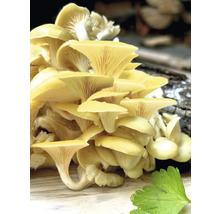 Goldgelbe Austernpilze auf Holz