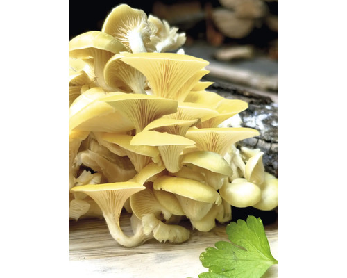 Goldgelbe Austernpilze auf Holz