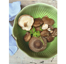 Shiitake Pilze in einer Schale mit Kräutern