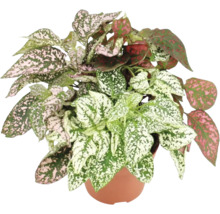 Gepunktete Zimmerpflanze in einem Topf