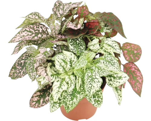 Gepunktete Zimmerpflanze in einem Topf