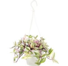 Hängepflanze im Topf mit Aufhänger