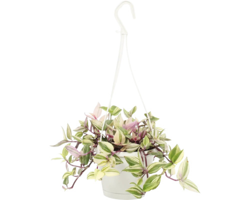 Hängepflanze im Topf mit Aufhänger