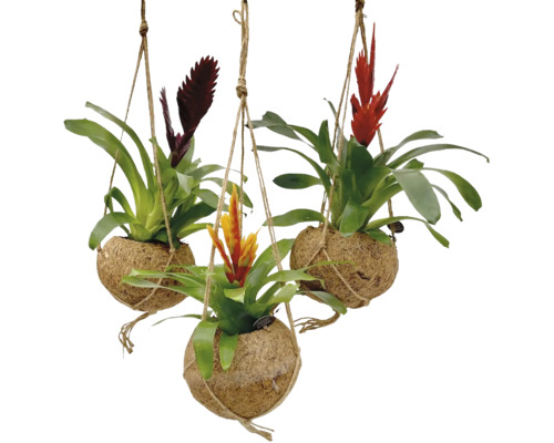 Drei hängende Bromelien in Kokoskugeln mit Schnüren.