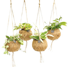 Vier hängende Kokodama Pflanzen mit grünen Blättern an Seilen