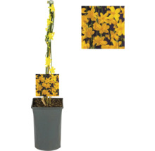 Gelber Winterjasmin im Topf mit Rankhilfe