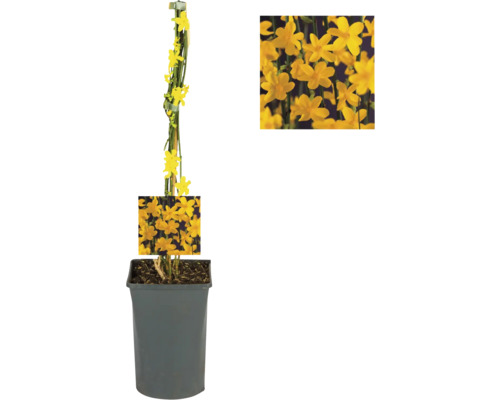 Gelber Winterjasmin im Topf mit Rankhilfe
