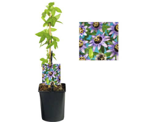 Passionsblume im Topf mit Rankhilfe und Bild der Blüte