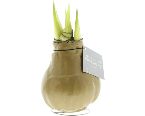 Amaryllis, Ritterstern in Wachs gold FloraSelf Hippeastum No Water Flowers Wachs-Amaryllis mit Trieben