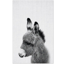 Nahaufnahme eines Esels