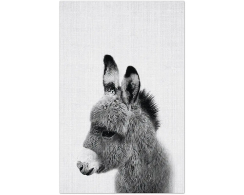 Nahaufnahme eines Esels