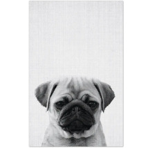 Nahaufnahme eines Mopses