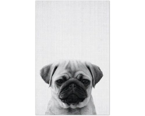 Nahaufnahme eines Mopses