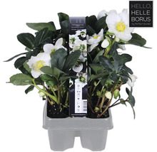 Christrose ''Christmas Carol'' im Topf