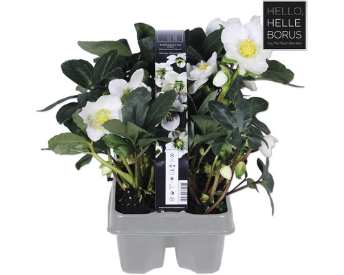 Christrose ''Christmas Carol'' im Topf