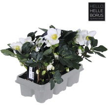 Helleborus niger im Topf mit weißen Blüten und grünen Blättern