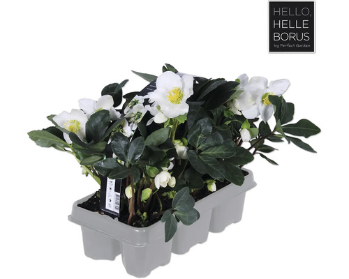 Helleborus niger im Topf mit weißen Blüten und grünen Blättern