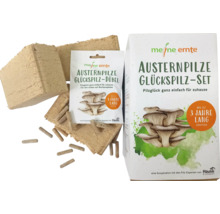 Austernpilze Glückspilz Set mit Dübeln und Substrat zum Anzüchten