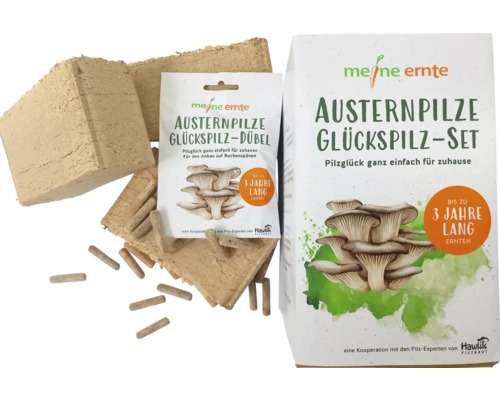 Austernpilze Glückspilz Set mit Dübeln und Substrat zum Anzüchten