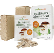 Braunkappe Glückspilz Set und Dübel zur Pilzzucht auf Buchenspänen