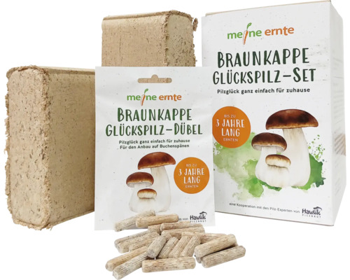 Braunkappe Glückspilz Set und Dübel zur Pilzzucht auf Buchenspänen
