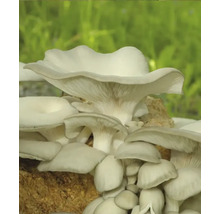 Austernpilze auf Substrat für den Anbau