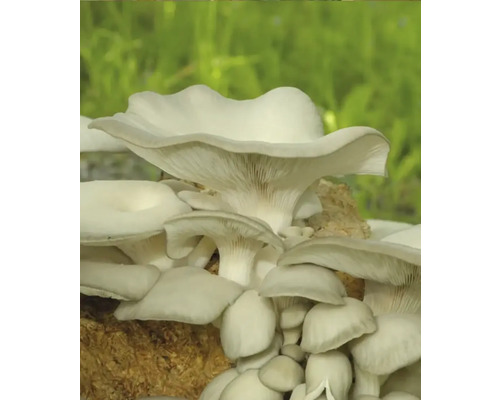 Austernpilze auf Substrat für den Anbau