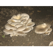 Austernpilze wachsen im Garten