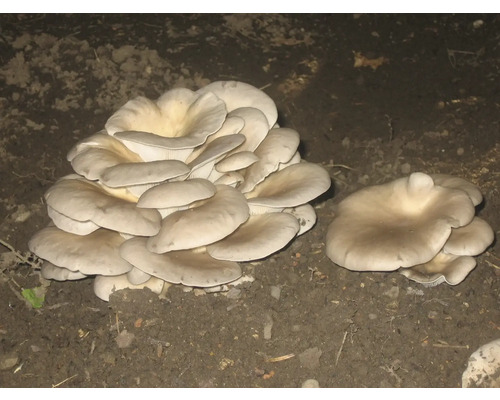 Austernpilze wachsen im Garten