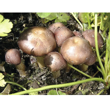 Eine Gruppe von braunen Pilzen wächst im Garten.