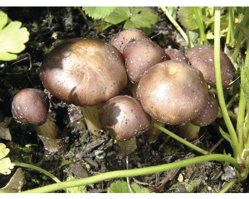 Eine Gruppe von braunen Pilzen wächst im Garten.