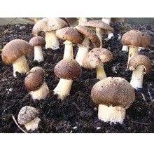 Eine Gruppe von braunen Champignons, die in der Erde wachsen.