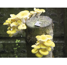 Gelbe Austernpilze wachsen auf Baumstumpf