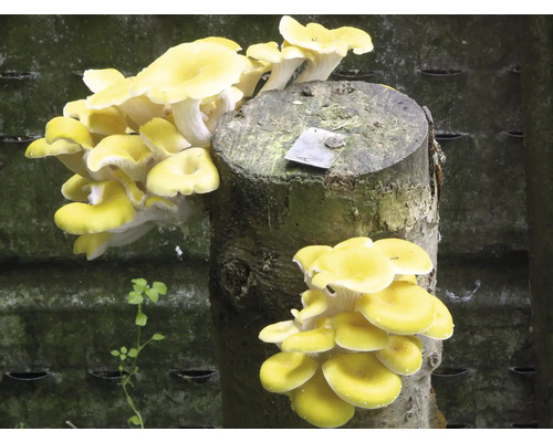 Gelbe Austernpilze wachsen auf Baumstumpf