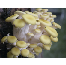 Traube von Austernpilzen auf einem Baumstamm