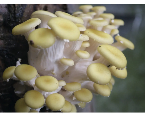 Traube von Austernpilzen auf einem Baumstamm