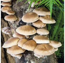 Shiitake-Pilze wachsen auf Baumstamm