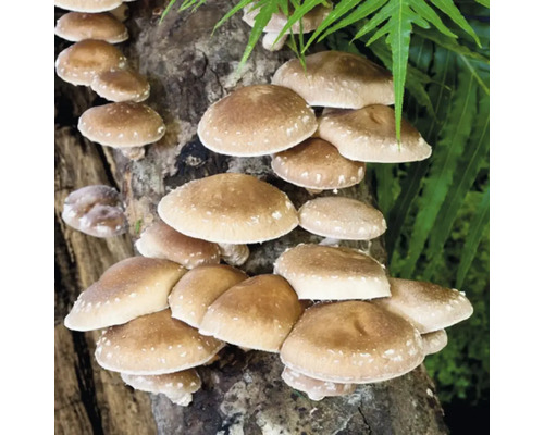Shiitake-Pilze wachsen auf Baumstamm