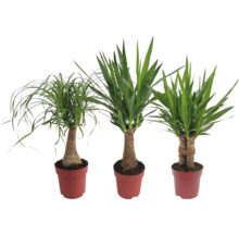 Drei Zimmerpflanzen in Töpfen: Elefantenfuß und Palmlilie