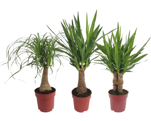 Drei Zimmerpflanzen in Töpfen: Elefantenfuß und Palmlilie