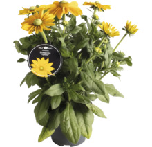 Sonnenbraut ''Ophelia'' im Topf mit gelben Blüten.