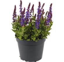 Salbei im Topf für den Garten