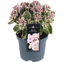 Fetthenne ''La Vie en Rose'' im Topf