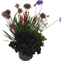 Blumenarrangement im Topf mit Zierlauch, Purpurglöckchen und anderen Blumen