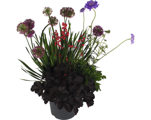 Blumenarrangement im Topf mit Zierlauch, Purpurglöckchen und anderen Blumen