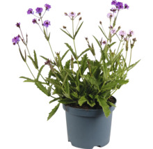 Verbene in einem Topf